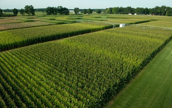 Corn field